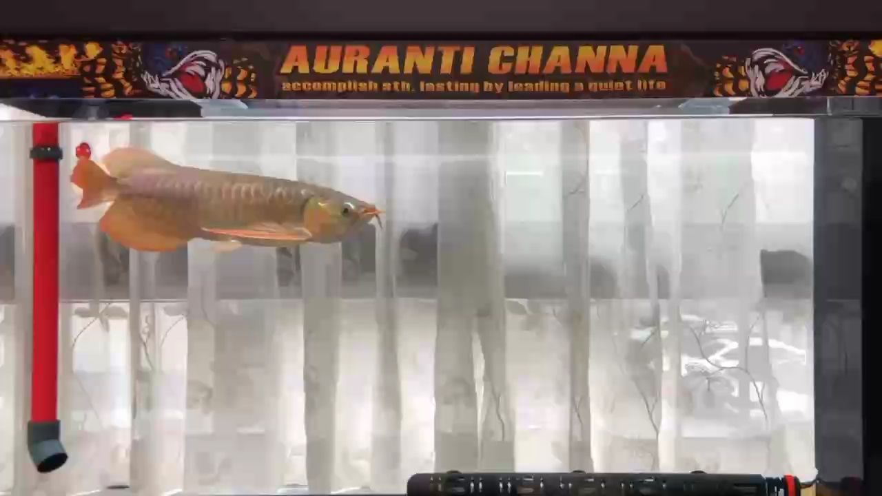 餓龍撲食 餓龍撲食 龍魚(yú)論壇 第1張