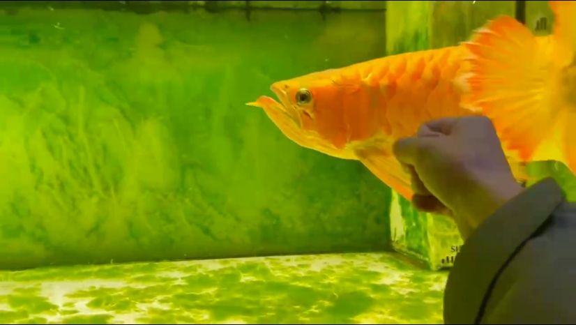 大魚好玩… 大魚好玩… 龍魚論壇