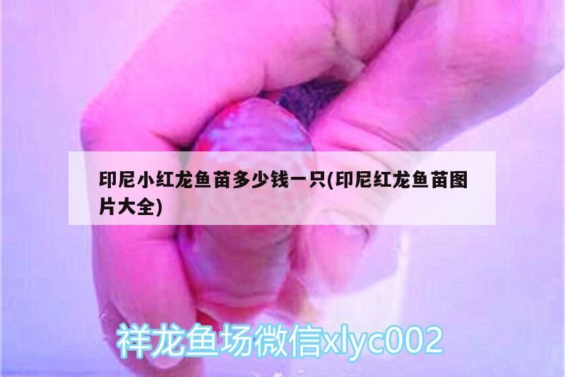 印尼小紅龍魚苗多少錢一只(印尼紅龍魚苗圖片大全) 印尼小紅龍魚苗多少錢一只(印尼紅龍魚苗圖片大全) 紅龍魚百科
