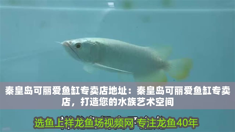 秦皇島可麗愛魚缸專賣店地址：秦皇島可麗愛魚缸專賣店，打造您的水族藝術(shù)空間