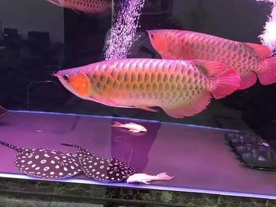 虎魚身上長白點怎么辦：虎魚身上長白點怎么辦虎魚身上長白點怎么治療