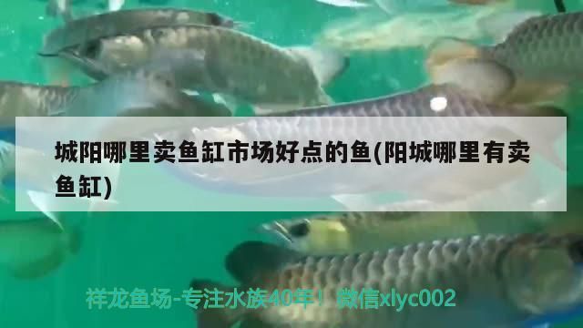 城陽哪里賣魚缸市場好點(diǎn)的魚(陽城哪里有賣魚缸) 城陽哪里賣魚缸市場好點(diǎn)的魚(陽城哪里有賣魚缸) 元寶鳳凰魚百科 第2張