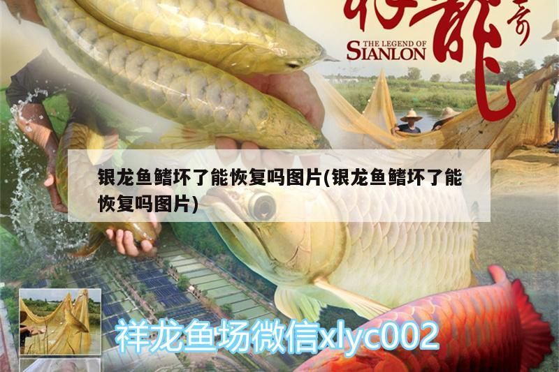 銀龍魚鰭壞了能恢復嗎圖片(銀龍魚鰭壞了能恢復嗎圖片)