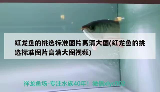 紅龍魚的挑選標準圖片高清大圖(紅龍魚的挑選標準圖片高清大圖視頻)
