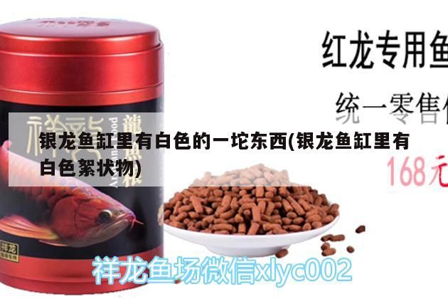 飼料 銀龍魚缸里有白色的一坨東西(銀龍魚缸里有白色絮狀物) 銀龍魚百科 銀龍魚缸里有白色的一坨東西(銀龍魚缸里有白色絮狀物) 銀龍魚缸里有白色的一坨東西(銀龍魚缸里有白色絮狀物) 銀龍魚百科