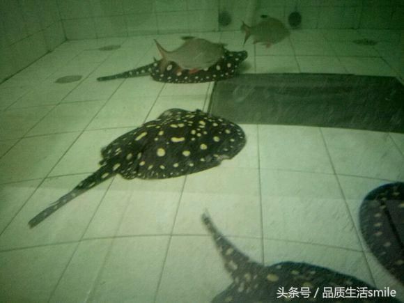 魟魚生產持續多久：魟魚生產持續多久持續多久[需手動填充]魚生產持續多久