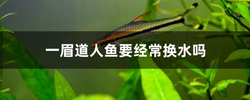 金龍魚價格多少錢一條圖片及價格（金龍魚價格通常是多少金龍魚的平均售價是怎樣的） 金龍魚價格多少錢一條圖片及價格（金龍魚價格通常是多少金龍魚的平均售價是怎樣的） 觀賞魚百科 第1張