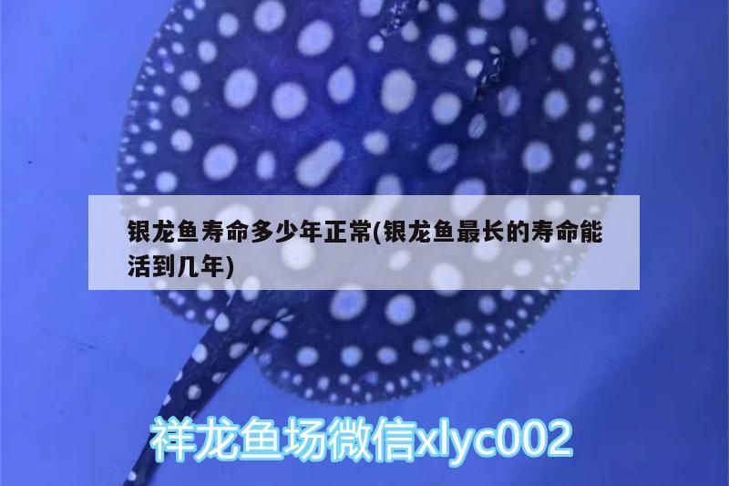 銀龍魚壽命多少年正常(銀龍魚最長的壽命能活到幾年)