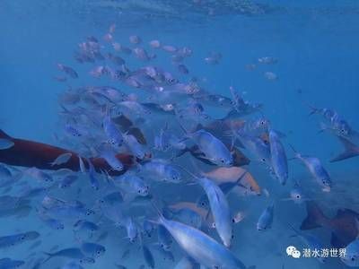 魟魚在水面上游什么意思?。呼勽~在水面上游什么意思