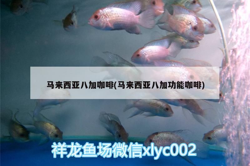 鸚鵡魚和銀龍魚混養怎樣喂食 馬來西亞八加咖啡(馬來西亞八加功能咖啡) 馬來西亞咖啡 馬來西亞八加咖啡(馬來西亞八加功能咖啡) 馬來西亞八加咖啡(馬來西亞八加功能咖啡) 馬來西亞咖啡