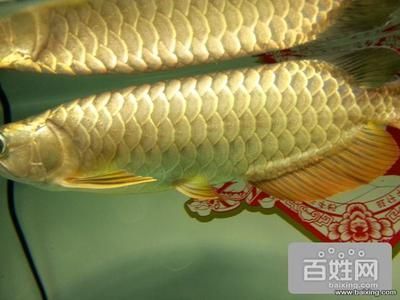 小金頭過背金龍魚圖片:小金頭過背金龍魚價格過背金龍魚市場行情行情 金龍魚百科 第5張 小金頭過背金龍魚圖片:小金頭過背金龍魚價格過背金龍魚市場行情行情 小金頭過背金龍魚圖片:小金頭過背金龍魚價格過背金龍魚市場行情行情 金龍魚百科 第5張
