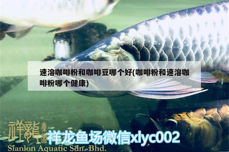 速溶咖啡粉和咖啡豆哪個好(咖啡粉和速溶咖啡粉哪個健康) 速溶咖啡粉和咖啡豆哪個好(咖啡粉和速溶咖啡粉哪個健康) 馬來西亞咖啡