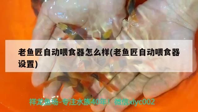 老魚匠自動喂食器怎么樣(老魚匠自動喂食器設置)
