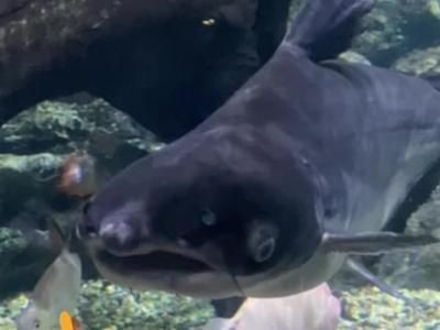水族館里面有什么：水族館展示海洋哺乳動物的絕佳場所