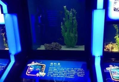 水族館里面有什么：水族館展示海洋哺乳動物的絕佳場所