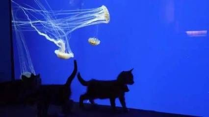 開個水族館的艱難生活（開一個水族館的艱難生活） 開個水族館的艱難生活（開一個水族館的艱難生活） 水族館百科（水族館加盟） 第1張
