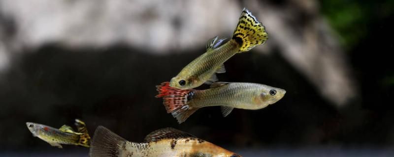 孔雀魚缸里放火山石好不好還可以放什么 孔雀魚缸里放火山石好不好還可以放什么 錦鯉魚百科