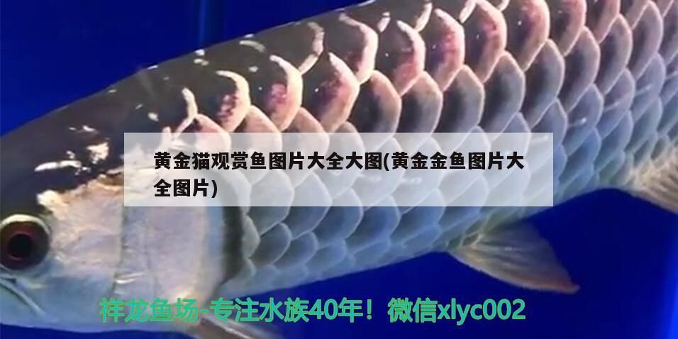 飼料 黃金貓觀賞魚圖片大全大圖(黃金金魚圖片大全圖片) 黃金貓魚百科 黃金貓觀賞魚圖片大全大圖(黃金金魚圖片大全圖片) 黃金貓觀賞魚圖片大全大圖(黃金金魚圖片大全圖片) 黃金貓魚百科