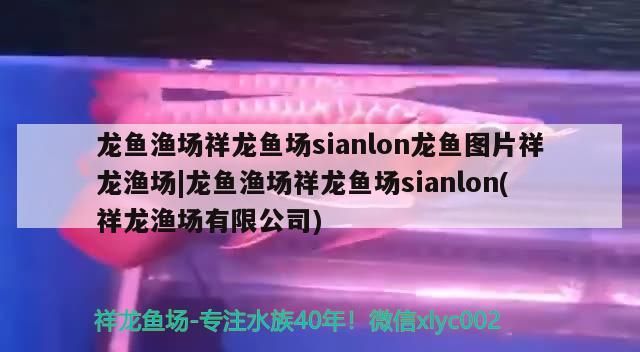 龍魚漁場祥龍魚場sianlon龍魚圖片祥龍漁場|龍魚漁場祥龍魚場sianlon(祥龍漁場有限公司) 龍魚漁場祥龍魚場sianlon龍魚圖片祥龍漁場|龍魚漁場祥龍魚場sianlon(祥龍漁場有限公司) vs祥龍魚場