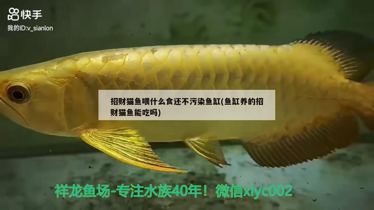 招財(cái)貓魚(yú)喂什么食還不污染魚(yú)缸(魚(yú)缸養(yǎng)的招財(cái)貓魚(yú)能吃嗎)
