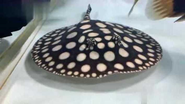 魟魚點大好還是點多好：[需手動填充]魚是點大好還是點多好？