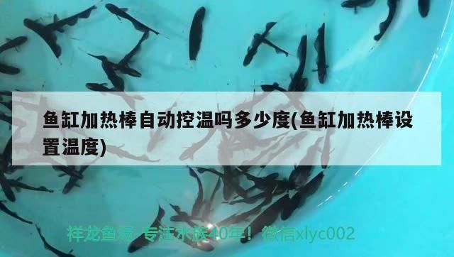 魚缸加熱棒自動控溫嗎多少度(魚缸加熱棒設置溫度)
