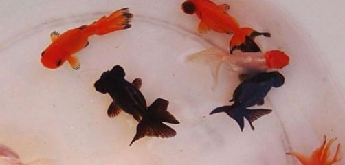 觀賞魚簡介標簽（世界各地的觀賞魚文化世界各地的觀賞魚文化世界各地的觀賞魚文化） 觀賞魚簡介標簽（世界各地的觀賞魚文化世界各地的觀賞魚文化世界各地的觀賞魚文化） 伊罕水族 第3張