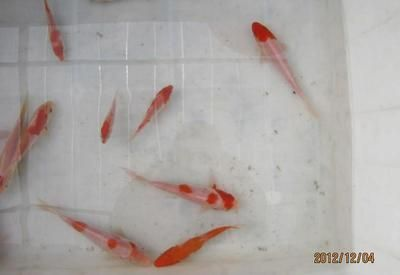 觀賞魚簡介標簽(世界各地的觀賞魚文化世界各地的觀賞魚文化世界各地的觀賞魚文化) 伊罕水族 第1張 觀賞魚簡介標簽(世界各地的觀賞魚文化世界各地的觀賞魚文化世界各地的觀賞魚文化) 觀賞魚簡介標簽(世界各地的觀賞魚文化世界各地的觀賞魚文化世界各地的觀賞魚文化) 伊罕水族 第1張
