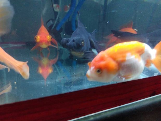 水族館專用飼料購買指南（水族館專用飼料是維持水生動物健康生長的關鍵,水族館飼料投喂技巧）