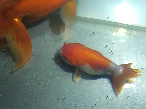 水族館專用飼料購買指南（水族館專用飼料是維持水生動物健康生長的關鍵,水族館飼料投喂技巧）