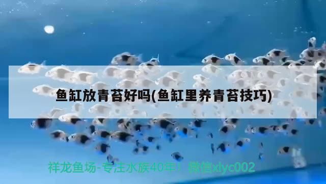 魚缸放青苔好嗎(魚缸里養青苔技巧) 九鼎魚缸 第2張 魚缸放青苔好嗎(魚缸里養青苔技巧) 魚缸放青苔好嗎(魚缸里養青苔技巧) 九鼎魚缸 第2張