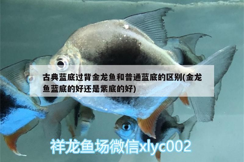 古典藍(lán)底過(guò)背金龍魚和普通藍(lán)底的區(qū)別(金龍魚藍(lán)底的好還是紫底的好) 古典藍(lán)底過(guò)背金龍魚和普通藍(lán)底的區(qū)別(金龍魚藍(lán)底的好還是紫底的好) 金龍魚百科