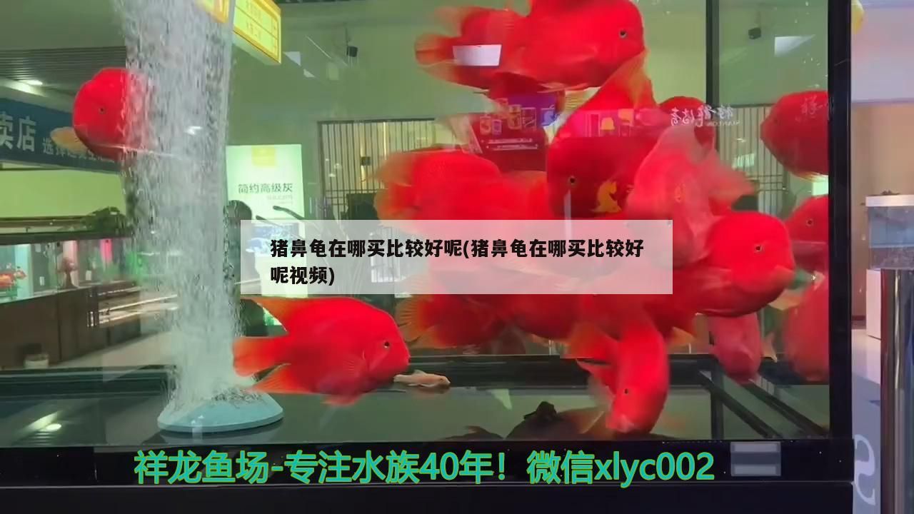 鸚鵡魚和銀龍魚混養怎樣喂食 豬鼻龜在哪買比較好呢(豬鼻龜在哪買比較好呢視頻) 豬鼻龜百科 豬鼻龜在哪買比較好呢(豬鼻龜在哪買比較好呢視頻) 豬鼻龜在哪買比較好呢(豬鼻龜在哪買比較好呢視頻) 豬鼻龜百科