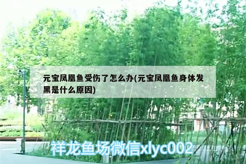 元寶鳳凰魚受傷了怎么辦(元寶鳳凰魚身體發黑是什么原因)