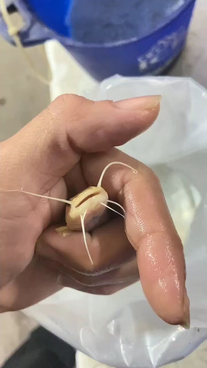 黃金招財(cái)貓