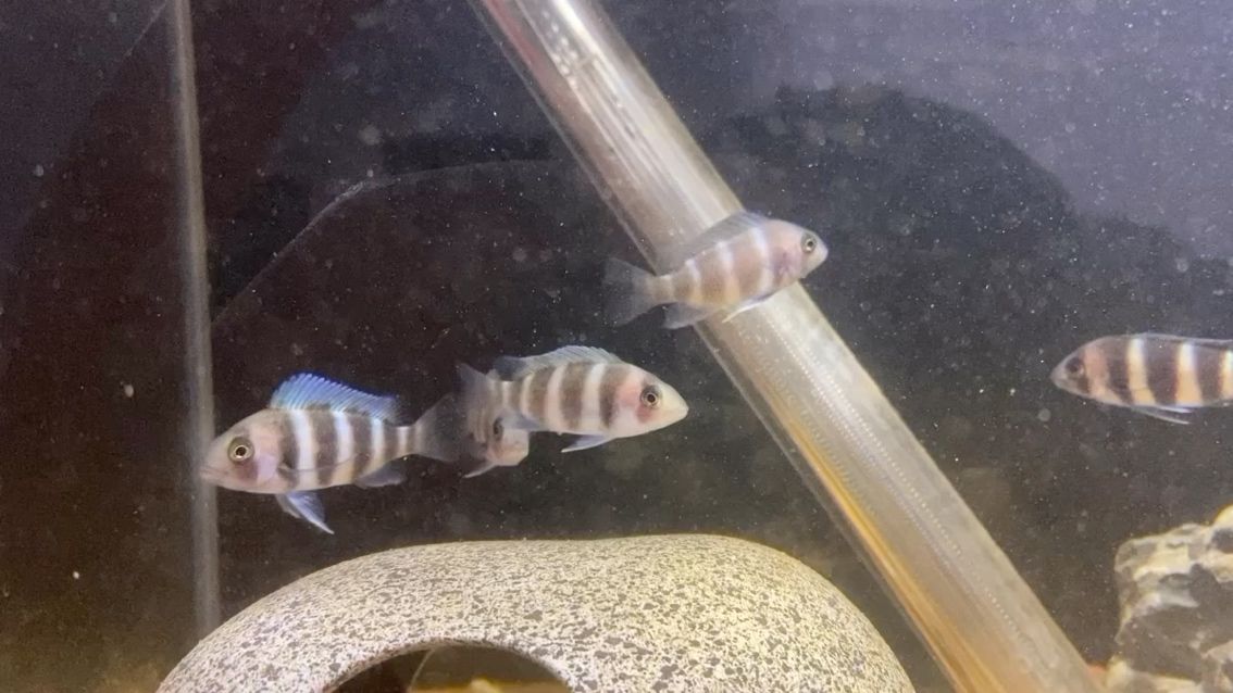 布隆迪求大神幫看看 布隆迪求大神幫看看 錦鯉魚百科