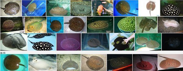 魟魚淡水能養嗎有毒嗎：淡水魟魚的飼養需要注意以下幾點[需手動填充]魚淡水能養嗎 魟魚淡水能養嗎有毒嗎：淡水魟魚的飼養需要注意以下幾點[需手動填充]魚淡水能養嗎 魟魚百科 第2張