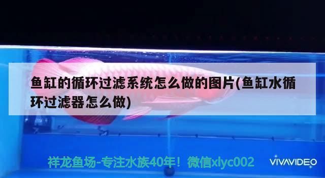 魚缸的循環過濾系統怎么做的圖片(魚缸水循環過濾器怎么做)