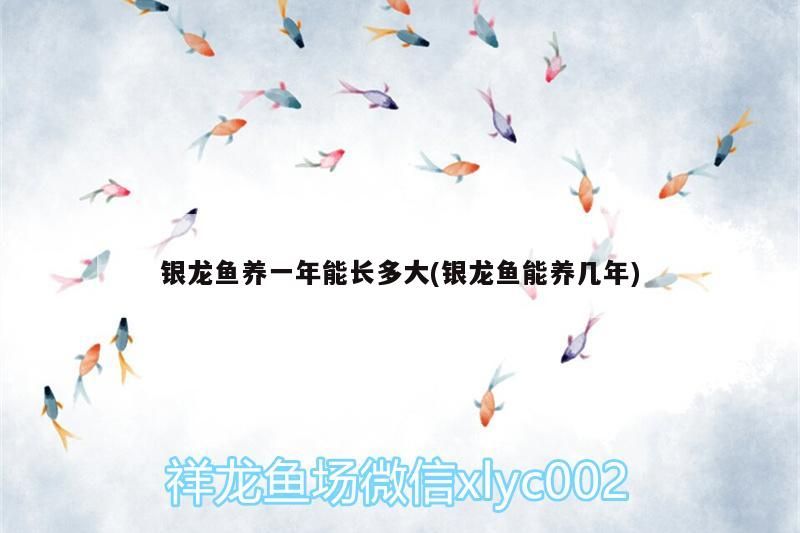 銀龍魚養(yǎng)一年能長(zhǎng)多大(銀龍魚能養(yǎng)幾年)