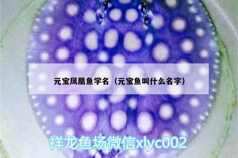 元寶鳳凰魚學(xué)名（元寶魚叫什么名字） 元寶鳳凰魚學(xué)名（元寶魚叫什么名字） 元寶鳳凰魚百科