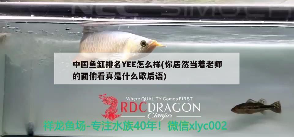 中國魚缸排名YEE怎么樣(你居然當著老師的面偷看真是什么歇后語)