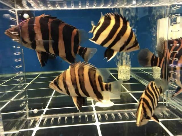 去泰國買虎魚便宜嗎現在多少錢：去泰國買虎魚便宜嗎 去泰國買虎魚便宜嗎現在多少錢：去泰國買虎魚便宜嗎 虎魚百科 第3張