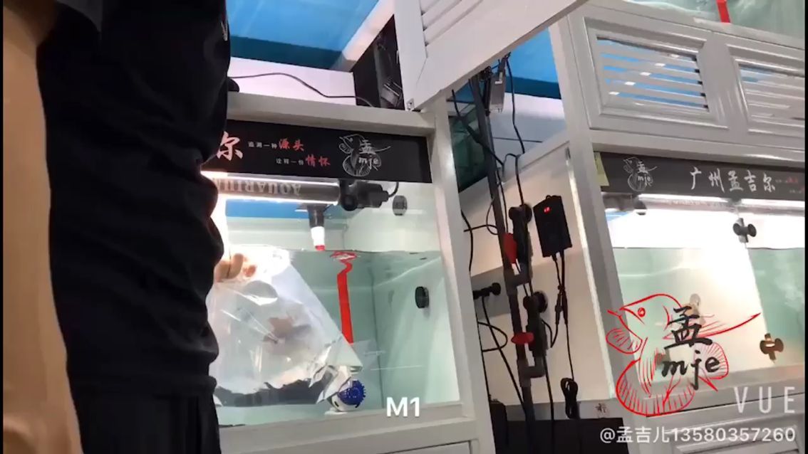 <strong><mark>保山</mark></strong>觀賞魚市場孟吉爾～小孟1小孟2～打包