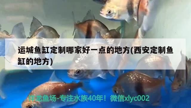 運城魚缸定制哪家好一點的地方(西安定制魚缸的地方)