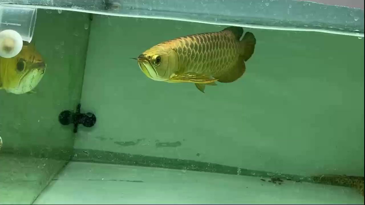大金條34公分