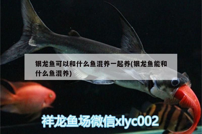 銀龍魚可以和什么魚混養一起養(銀龍魚能和什么魚混養)