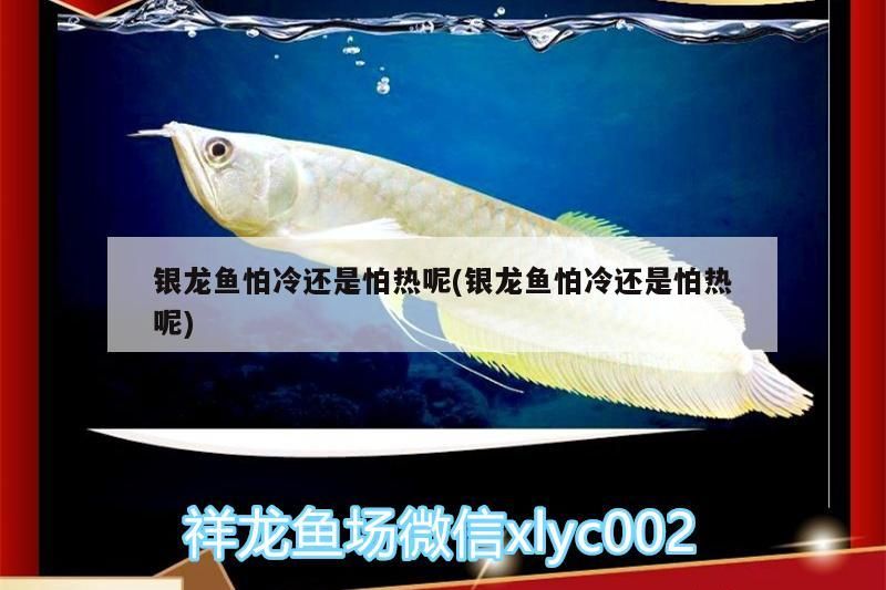 銀龍魚怕冷還是怕熱呢(銀龍魚怕冷還是怕熱呢)