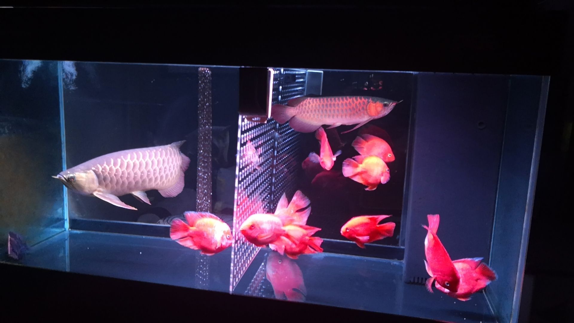 溫州魚缸批發市場在哪里啊多少錢一條（溫州魚類批發市場）
