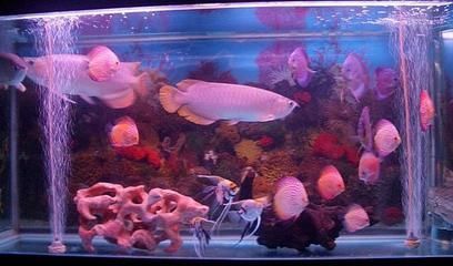 觀賞魚水族館批發市場號碼（觀賞魚的養殖技巧） 觀賞魚水族館批發市場號碼（觀賞魚的養殖技巧） 廣州孟吉爾 第3張