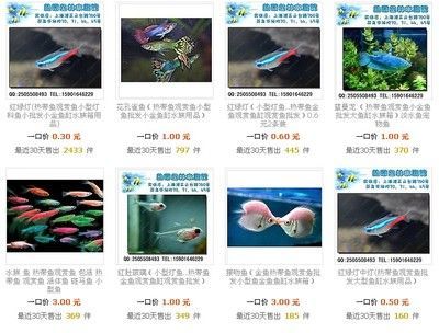 觀賞魚水族館批發市場號碼(觀賞魚的養殖技巧) 廣州孟吉爾 第4張 觀賞魚水族館批發市場號碼(觀賞魚的養殖技巧) 觀賞魚水族館批發市場號碼(觀賞魚的養殖技巧) 廣州孟吉爾 第4張